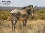 Grevy's Zebra wallpaper