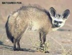  rowland ward, sci, Bat eared Fox