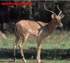  rowland ward, sci, Back Faced Impala