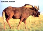 rowland ward, sci, Black Wildebeest