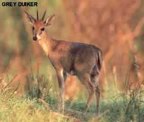  rowland ward, sci, Duiker (Grey)