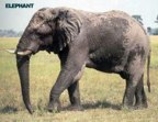  rowland ward, sci, Elephant