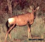  rowland ward, sci, Red Hartebeest