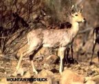  Reedbuck (mountain)