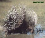  rowland ward, sci, Porcupine