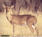  rowland ward, sci, Reedbuck (common)