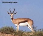  rowland ward, sci, Springbok kalahari