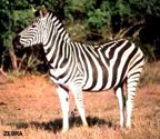  rowland ward, sci, Zebra (Burchell's)